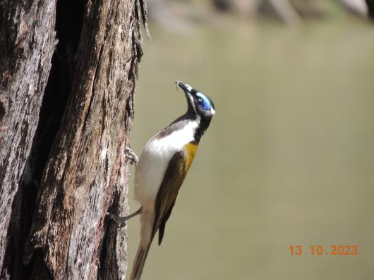 Bird on Tree